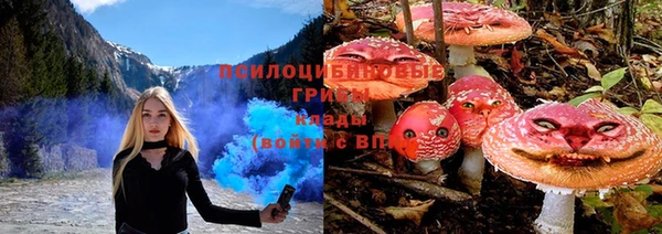 хмурый Белокуриха